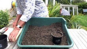 HOW TO TAKE SEMI-RIPE CUTTINGS FROM CISTUS - PROPAGATING ROCK ROSE