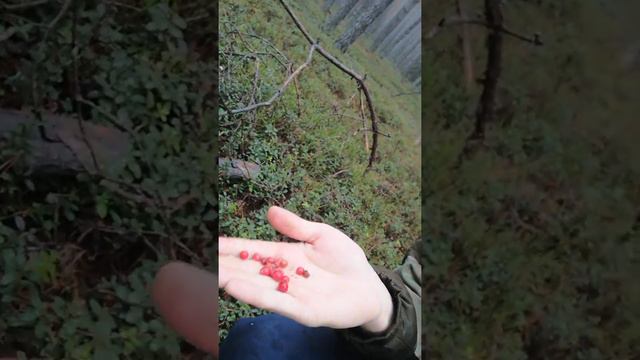 Поиск рогов оленя, лося
