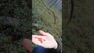 Поиск рогов оленя, лося