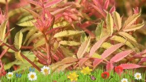 Рябинник рябинолистный Сэм ? Обзор: посадка и уход. саженцы, крупномеры: описание и особенности