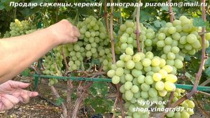Виноград КИШМИШ АФРОДИТА- лидер с крупными гроздями, ягодами, ранний, урожайный и без косточек!