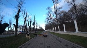 Отбил собаку от стаи бродячих лазером