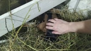 Инфракрасный обогреватель для козовника. Продолжаем переделывать сарай.