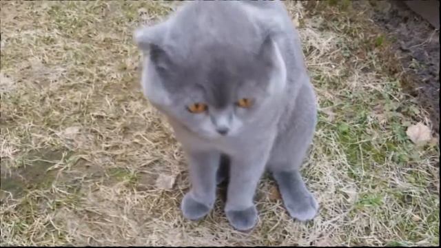 Кот ругается на хозяйку смотреть онлайн