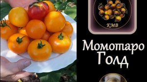Томаты КМВ 2022. Сорт "Момотаро Голд".(2022).