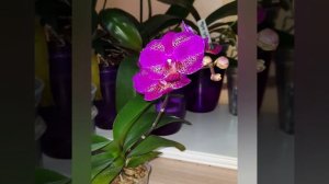 Phal.Queen Barry