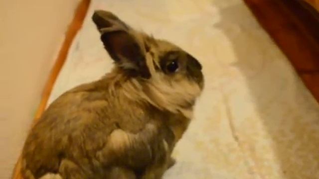 Съмка видео на nikon d5100 с автофокусом вручную смотреть онлайн