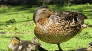 Спят усталые утята, утки спят