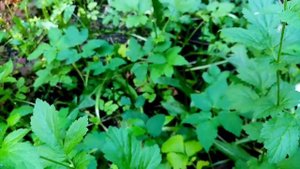 Череда трёхраздельная. Польза и применение.