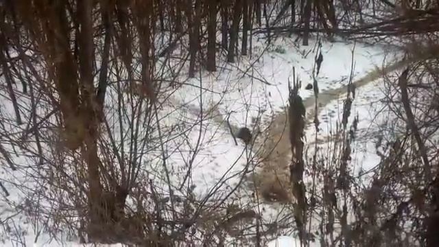 Бобёр в Уфе, прямо в городе смотреть онлайн