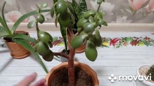 Комнатные цветы. Кактусы и суккуленты.