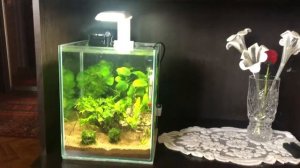 Посадил кабомбу поменял немного дизайн неделя после запуска аквариума