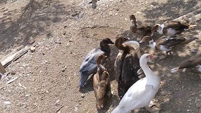 Голубые мускусные утки / каких уток оставлять на развод . смотреть онлайн