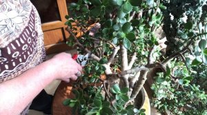 47. Обрезка  денежного дерева. Формирую крону