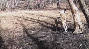 Новый солонец. Волк и три поросенка. Свиньи гоняют косуль.