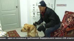 Чипирование в приюте пока бесплатное 12 11 2019