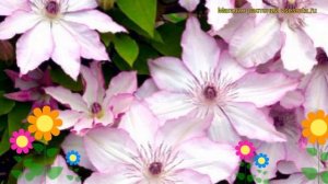 Клематис гибридный Омоширо. Краткий обзор, описание характеристик clematis Omoshiro
