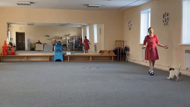 Как научить собаку командам Дрессировка собаки Танцы с собакой Терра. Элементы 02.12.2022 г. смотреть онлайн