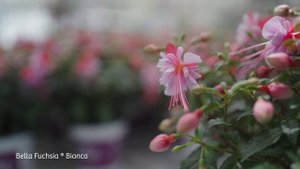 Bella Fuchsia Bianca - Garden Plant with Flowers all summer long!