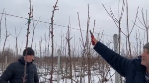 Методы выращивания черешневого сада.