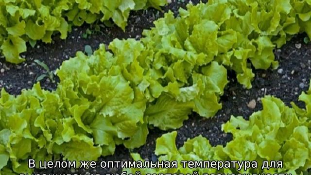 Виды салатов — лучшие сорта для открытого грунта смотреть онлайн