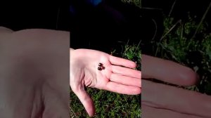 Сбор шикши на Камчатке