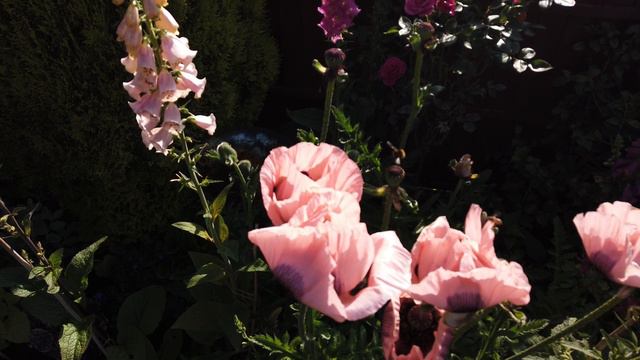 Nature in the garden Bees in our flowers смотреть онлайн