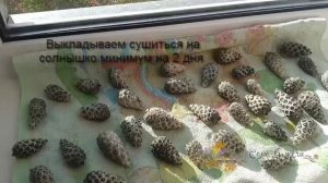 БЕЛЫЕ ШИШКИ для новогоднего декора/ Как  ОТБЕЛИТЬ сосновые шишки