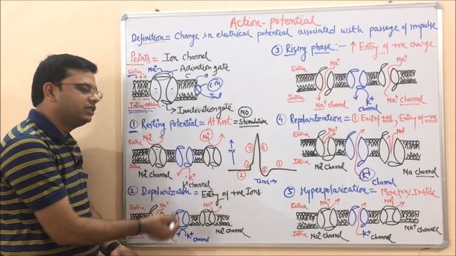 Action Potential = Depolarization + Repolarization + Hyperpolarization - General Introduction.