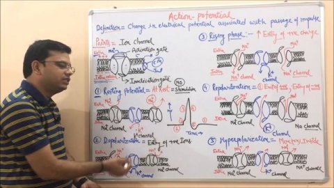 Action Potential = Depolarization + Repolarization + Hyperpolarization - General Introduction.