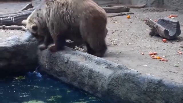Добрые поступки животных.