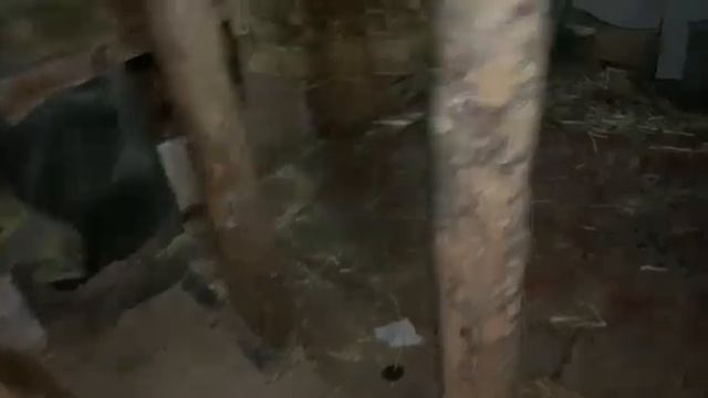 В нашем приюте появился Шустрик. Приют для собак. Помогаем бездомным животным