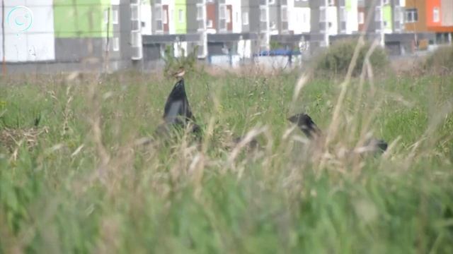 Перелётные птицы вернулись из тёплых стран. Кого можно увидеть в лесах и парках? смотреть онлайн