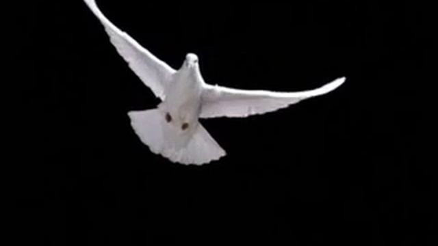 Полет голубя смотреть онлайн