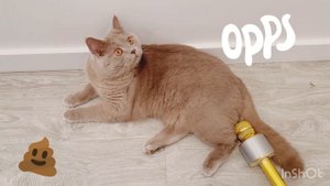 Cat fart in mic 🎤 funny cat video 😹 кот пердит в микрофон 🎤 屁こきイヌ+屁こきネコ