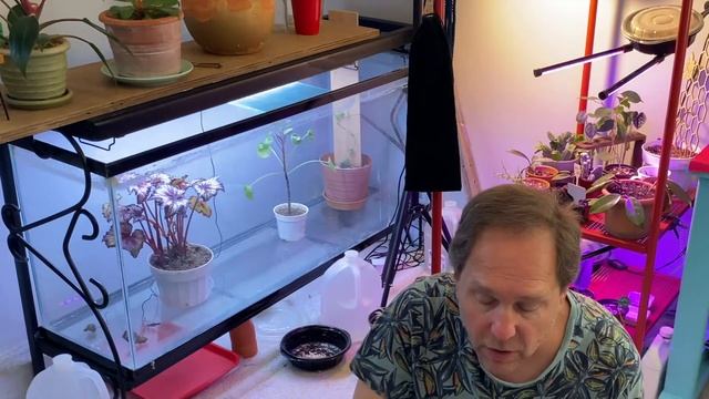 Houseplant of the week, Albuca bracteata #houseplants #albuca #albucabracteata #LasVegas смотреть онлайн