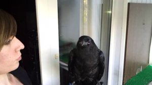 Кормление ручного ворона