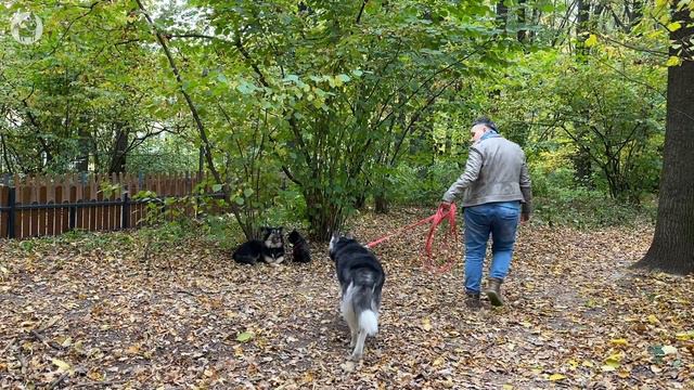 Что случилось, Усы? Как хвалить собаку смотреть онлайн