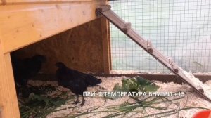 Мини курятник - готовим к зиме