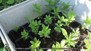Азалия — размножение черенкованием дома