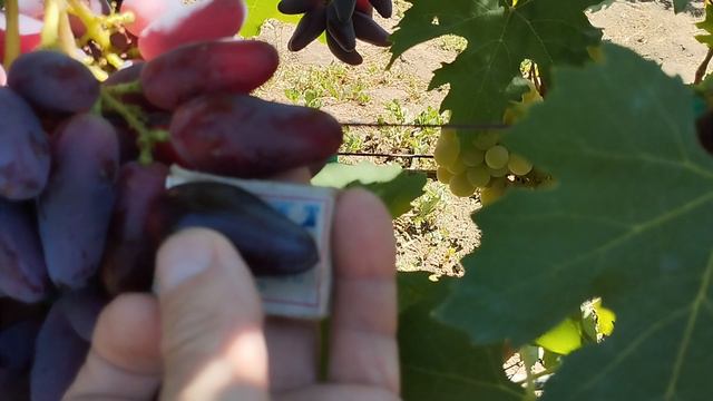 Формы винограда Экстрим и Джокер сравнение ягод 15 августа 2024. Виноградник Щереденкова В. А..mp4