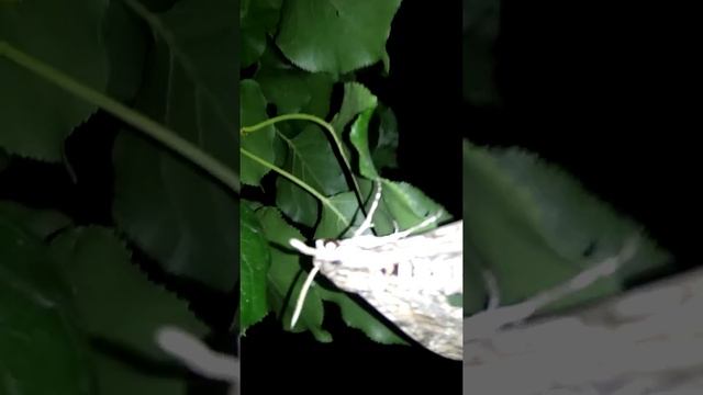 Моль крупным планом смотреть онлайн