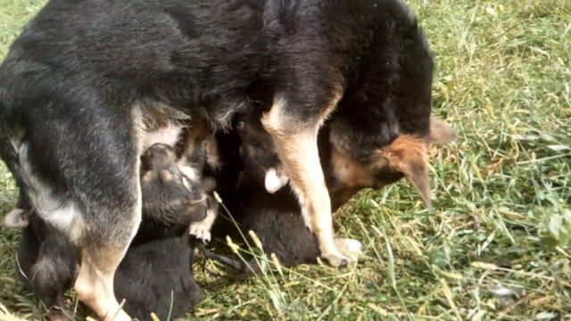 Dog feeding her puppies puppy pupies dog mather animals nature