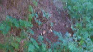 СИЛЬНЫЙ ДЕНЕЖНЫЙ ЗАГОВОР НА МУРАВЕЙНИК . для всех . ИНГА ХОСРОЕВА . ВЕДЬМИНА ИЗБА ?