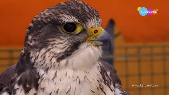 Выпуск 518 от 25.03.2021 смотреть онлайн