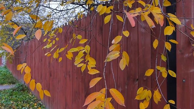 Скоро мне без листвы холодеть, Звоном звезд насыпая уши... смотреть онлайн