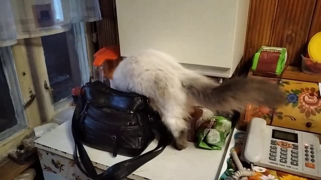 Невский маскарадный кот. 5 месяцев ? смотреть онлайн