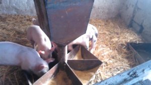 Кормушка для свиней своими руками