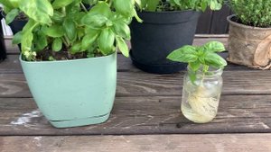 СУПЕР БЫСТРЫЙ способ размножить базилик без семян!