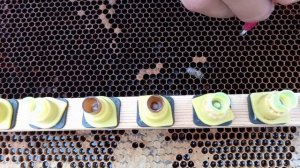 Последний вывод маток в сезоне